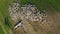Aerial flying above herd of sheep livestock grazing in a meadow