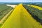 AERIAL Flying above stunning yellow wheat field swaying in the sunflowers on country farmland. Crop plants swinging in summer