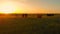 AERIAL: Flying close to cattle grazing in the vast green pasture at sunrise.