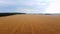 Aerial flying over yellow wheat field. Drone photo for ecological concept.