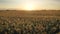 Aerial Flying Side Over Yellow Ears Ripe Wheat Vast Agricultural Field At Sunset