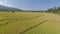 Aerial flyover of rice paddy