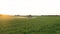 Aerial Follow Farm Tractor Sprays Fertilizers On Agricultural Field At Sunset