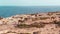 Aerial: Footage Camels walking on great Australian bight, Nullarbor. Outback