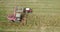 Aerial footage of corn harvest with combine and tractor on a fieldon a field