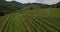 Aerial footage of Countryside Vineyard Agriculture Landscape Winery in Slovenia Europe