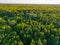 Aerial footage of a deciduous green forest