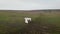 Aerial footage of the field with hills and a woman walking a horse, film grain