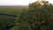 Aerial footage, gorgeous vineyards on sunset