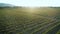 Aerial footage, gorgeous vineyards on sunset in Russia.