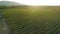 Aerial footage, gorgeous vineyards on sunset in Russia.