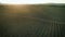 Aerial footage, gorgeous vineyards on sunset in Russia.