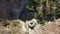 Aerial footage of a gorgeous waterfall covered with green and yellow algae surrounded by lush green trees and plants