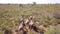 Aerial footage of herd of Cape Eland running through African bush