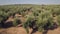 Aerial footage over an Olive plantation