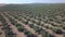 Aerial footage over an Olive plantation in Jaen