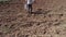 Aerial footage of a person walking on a plowed field and sowing wheat on it