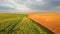 Aerial footage of ripe rapeseed ready for harvest from a bird`s eye view. Filmed in UHD 4k video