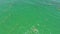 Aerial footage of seaweed in the ocean