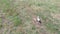 Aerial footage of stork walking and hunting on meadow field
