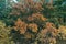 Aerial forest shot Nature parkland Top view flyover