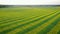 Aerial Forward Rural Field Planted With Strips Of Yellow Rape And Green Wheat