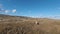 Aerial FPV drone shot of a chasing and flying close around herd of wild horses running on a field at beautiful summer