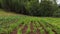 Aerial fpv drone shot, flying over vast rows of lettuce tomato pepper, and other vegetables, growing on a small rural