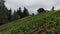 Aerial fpv drone shot, flying over vast rows of lettuce tomato pepper, and other vegetables, growing on a small rural