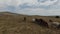 Aerial fpv drone shot of a herd of wild horses running on a green spring field at the sunset.