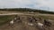 Aerial fpv drone shot of a herd of wild horses running on a green spring field at the sunset.