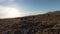 Aerial fpv drone shot of a herd of wild horses running on a green spring field at the sunset.