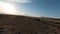 Aerial fpv drone shot of a herd of wild horses running on a green spring field at the sunset.