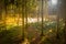 AERIAL: Golden evening sun rays shine on tall spruce trees