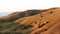 Aerial of golden hills covered by green bushes located by the sea on cloudy sky background. Shot. Flying over the golden