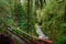 AERIAL: Gorgeous stream runs under a scenic boardwalk running through rainforest