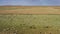 Aerial of grazing herds on pastures in Mongolia