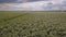 Aerial of green potato field.