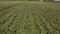 Aerial of green potato field.