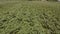 Aerial of green potato field.