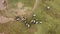 Aerial group of buffaloes walk