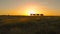 AERIAL: Herd of cows grazing in the vast pasture on a beautiful summer evening.