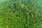 Aerial high angle view top down rainforest trees Ecosystem and healthy environment background Beautiful image amazing nature for
