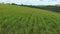 aerial image of Brazil\\\'s agricultural plantation