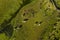 Aerial image of cattle grazing in the almost dry lake of Lagoa do Paul at Planalto da Achada central plateau of Ilha do Pico