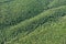 Aerial image of forests covering the volcanic zone of Colli Alba