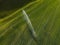 Aerial image of a lush green field being irrigated