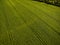 Aerial image of a lush green filed