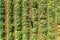 Aerial image of rows of ripe Artichokes in a field.