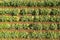 Aerial image of rows of ripe Artichokes in a field.